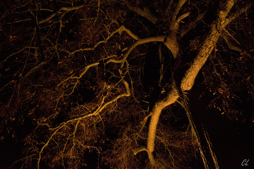 Place Saint-Vincent, arbre illuminé